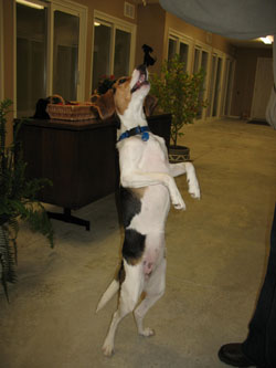 Dog